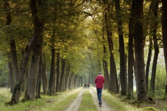 Walkers strolling through an avenue, Netherlands