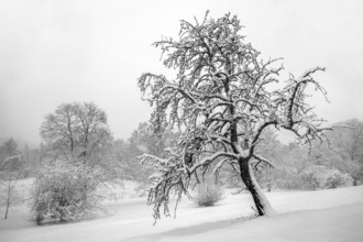 Winter in the B