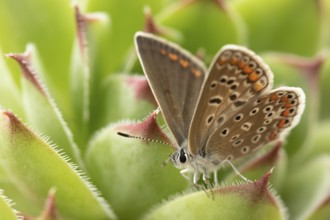 A butterfly with spotted wings rests on a green plant with blurred background, macro of a butterfly