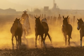 A herd of horses running through a field on a Mexican Ranch at sunrise
