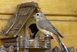 Common redstart feeding at the nest