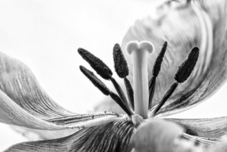 Stamem and Pistil macro photo of a pink fringed tulip (tulipa) crispa. Black and white photo