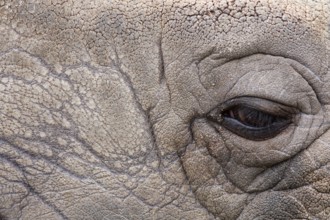 great one-horned rhinoceros - indian rhinoceros