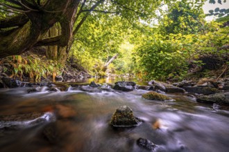 Wolfsbach river in summer with stream bank and natural stones in the water, Zorge, Lower Saxony,