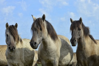 Three Dülmen mares standing close together with ears pricked, Merfelder Bruch, Dülmen, Münsterland,