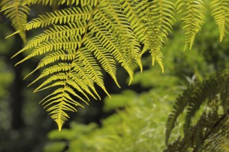 Fern in spring, rose garden in Oberderdingen