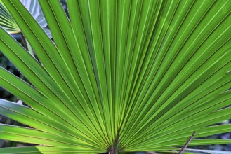 Close up of a palm tree leaf for backgrounds
