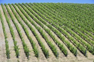 Vineyards near the city of San Gimignano, Tuscany, Italy, Europe