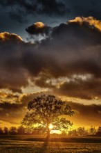Oak tree silhouette alone on meadow in sunset