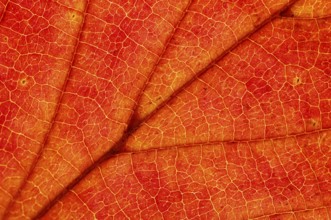 Japanese Maple (Acer palmatum), leaf detail