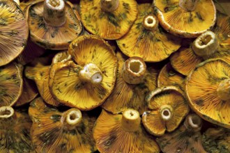 A close-up of a group of mushrooms