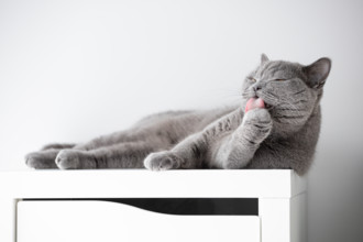 A british cat lies on the cupboard and licks its paw. Poznan, Poland, Europe