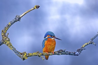 Common kingfisher (Alcedo atthis) sitting on a lichen-covered branch waiting for prey, Hesse,