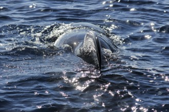 Pilot whales (Globicephala melas) in the atlantic ocean at canary island tenerife