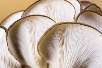 Oyster mushroom (Pleurotus ostreatus) or as easily cultivated mushroom
