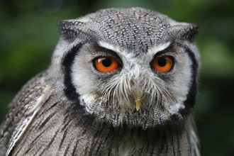 Northern white-faced owl (otus leucotis), portrait of an Adult