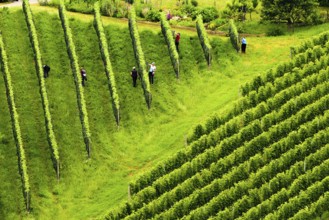 Gamlitz, Sulztal Austria, 13 06 2018: View on Beautiful rows of grapes before harvesting.People in