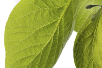 Macro of some green leaves with white background