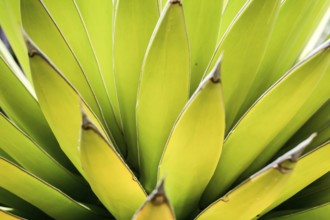 close up view of a green Agave cactus