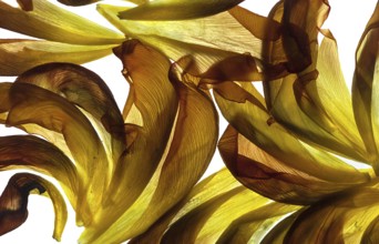 Withered petals of a tulip on a white background