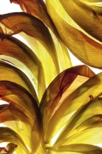 Withered petals of a tulip on a white background