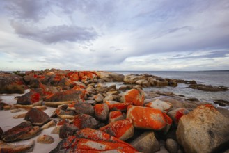 The lichen covered rocks at sunset in the Bay of Fires at Binalong Bay, Australia, Oceania