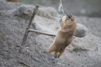 Prairie dog clinging to its food in the air with full determination