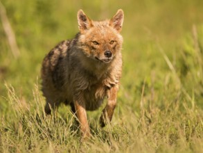 Golden jackal runs head-on towards the camera
