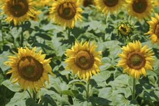Yellow Sunflowers Field in Bulgaria Balchik, Bulgaria, Europe