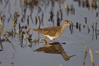 Wood sandpiper, Tringa glareola, wood sandpiper