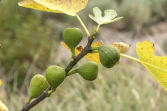 True fig (Ficus carica 'Brown Turkey'), New Botanical Garden, Czech Republic, Europe