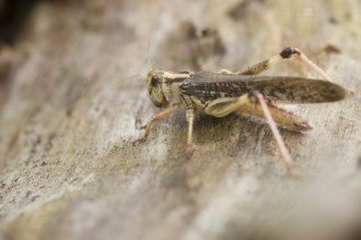 Macro of cricket outdoor on tree