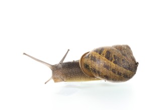Single snail isolated over white background