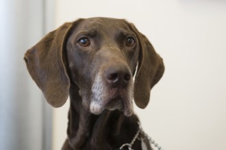 Brown dog indoor with chain