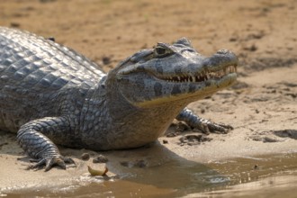 Caiman (Caimaninae), Crocodile (Alligatoridae), crocodile (Crocodylia), animal portrait, Pantanal,