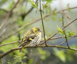 Female black-headed goldfinch sitting on a twig