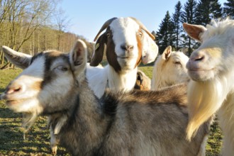 Old Goat Breeds on a farm. Old ornamental breeds (white German goat, Thuringian forest goat, Boer