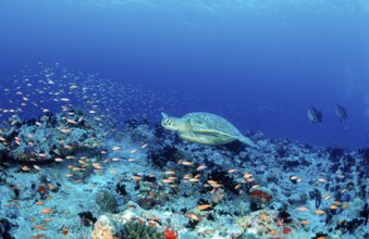 Green turtle, green turtle, Chelonia mydas, Maldives, Indian Ocean, Ari Atoll, Asia