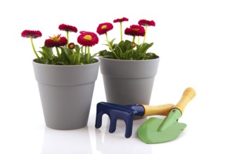Bellis flowers in pink color and gray modern flower pot