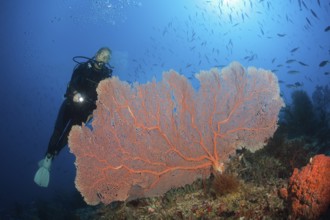 Scuba Diver over Coral Reef, New Ireland, Papua New Guinea | Scuba Diver over Coral Reef, New