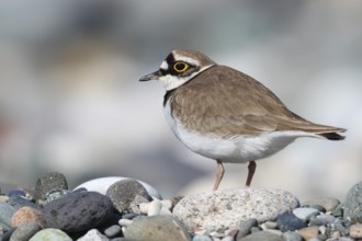 Little Ringed Plover, Charadrius dubius