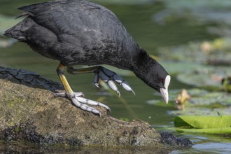 Coot (Fulica atra) walking on a tree trunk with its feet semi-webbed. Bas Rhin, Alsace, France,