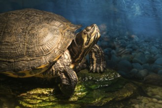 Western painted turtle chrysemys picta sitting on rock basking in late morning sun in fresh water