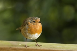 European Robin on fence