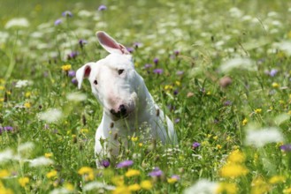 Portrait photo of white bull terrier outdoors on a sunny day, young purebreed bull terrier