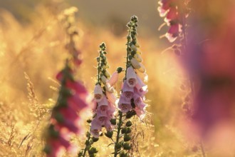 Purple foxglove, Digitalis purpurea during sunrise