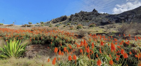 Ponta de Sao Lourenco, Aloen, east coast, Madeira Island