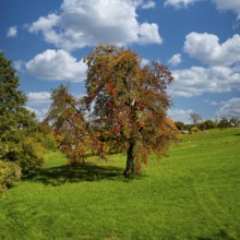 An old pear in an autumn coat