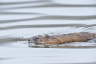 Ondatra zibethicus, building a nest