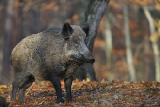 Sus scrofa